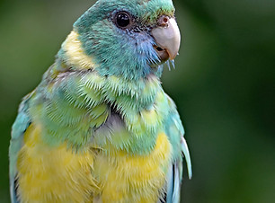 Bird Boarding - Angelcare Pet Vet