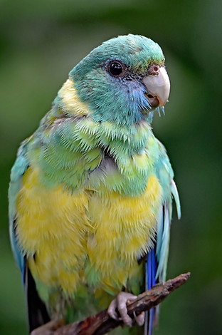 Parrot