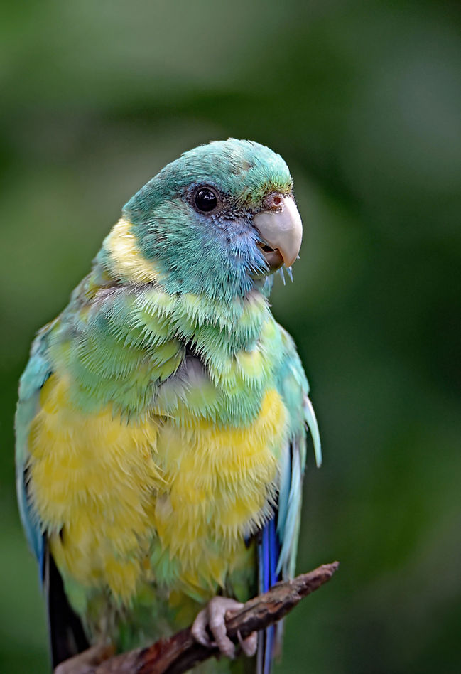 Parrot