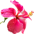 Hibiscus Flower