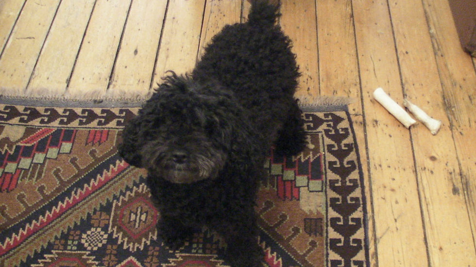 this was taken before I discovered poodles don't shed