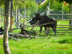 Wildlifepark Namsskogan