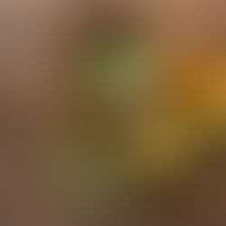 🌿Pourquoi le moringa est devenu l’ingrédient star de notre gamme capillaire ?