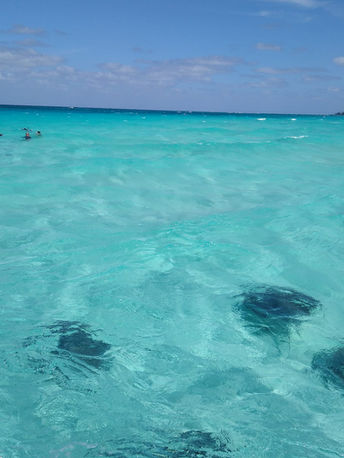 Stingrays in clear Grand Cayman water on a boat tour