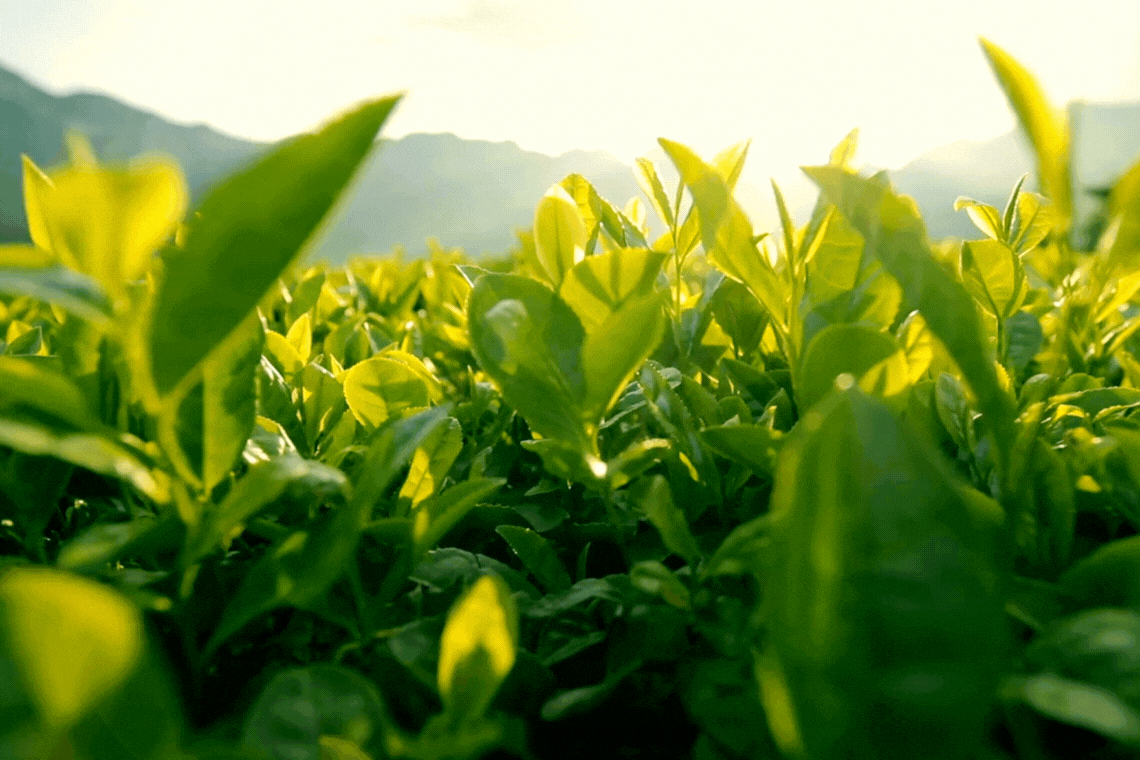 Boost your health! Affordable subscriptions available Save time, money and fuel! Convenien