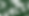 Camellia Club Backdrop Design 2025.png