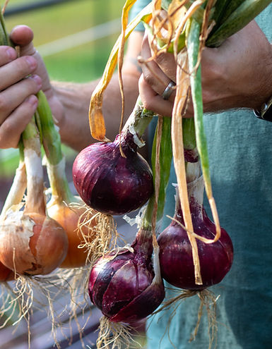 red and white onions