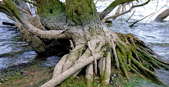 Tree Roots