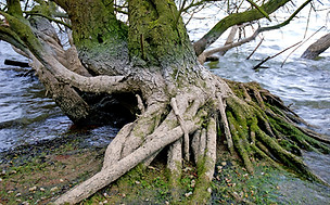 Baumwurzeln