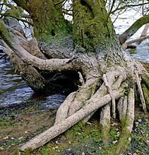 Tree Roots