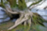 Raíces de árbol