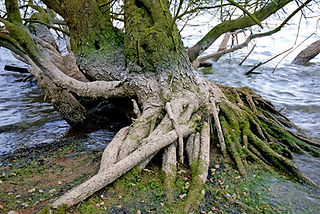 Tree Roots