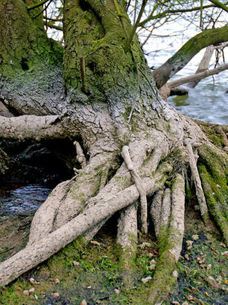 WITHOUT ROOTS, WE DIE