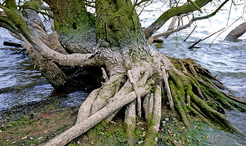 Tree Roots