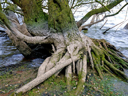 Leafs and roots