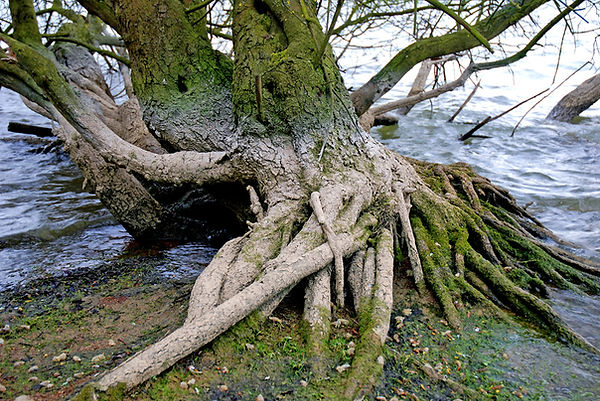 Tree Roots
