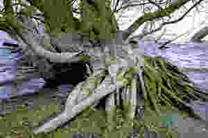 Image of tree roots symbolize getting to the root cause of disease using functional medicine.