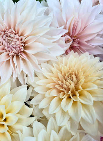 Dahlia_CAL_2.jpeg