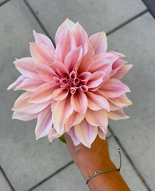 Dahlia_CAL_3.jpeg