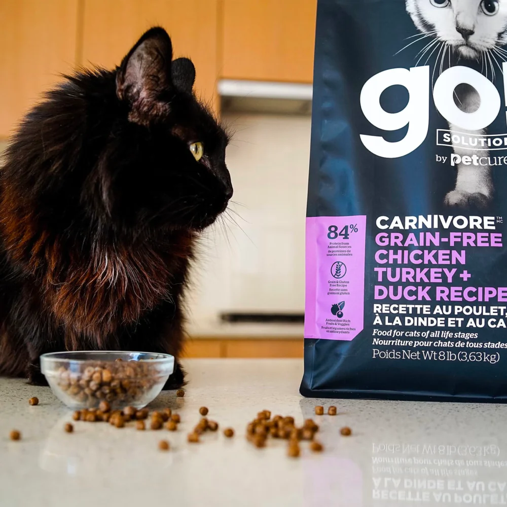 go solutions cat.webp