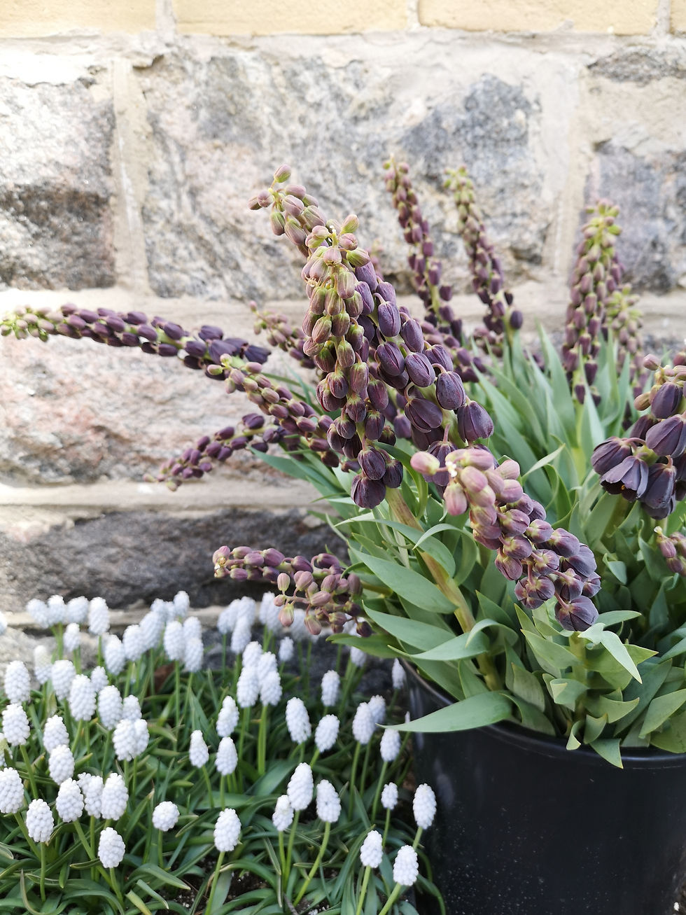 Thumbnail: Wholesale Specialty Tulip, Narcissus and Fritillaria