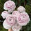 Miniature : CLONI Ranunculus Grower's Trial Pack