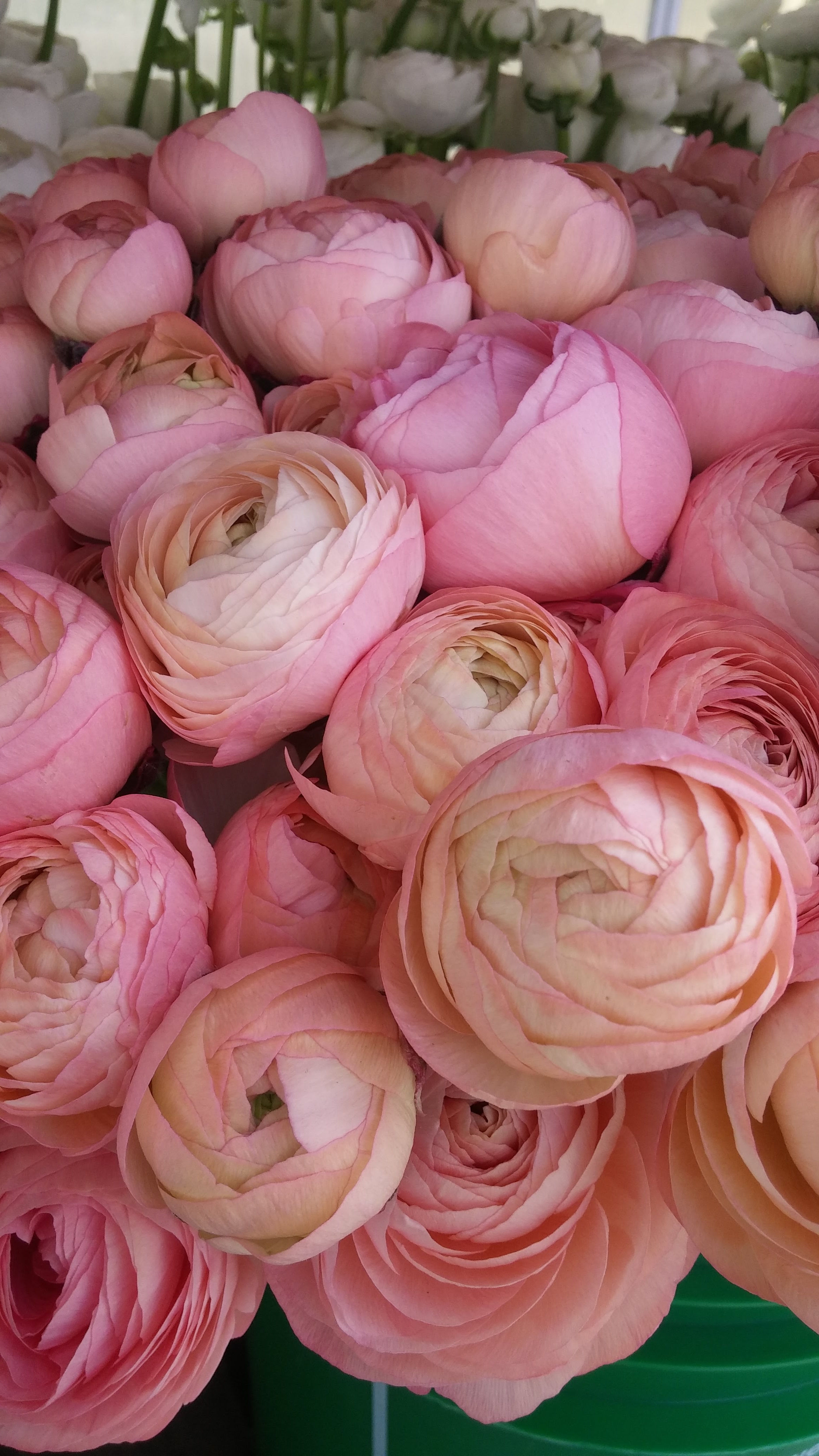 Renoncules et anémones italiennes - Grossiste