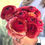 Miniature : CLONI Ranunculus Grower's Trial Pack