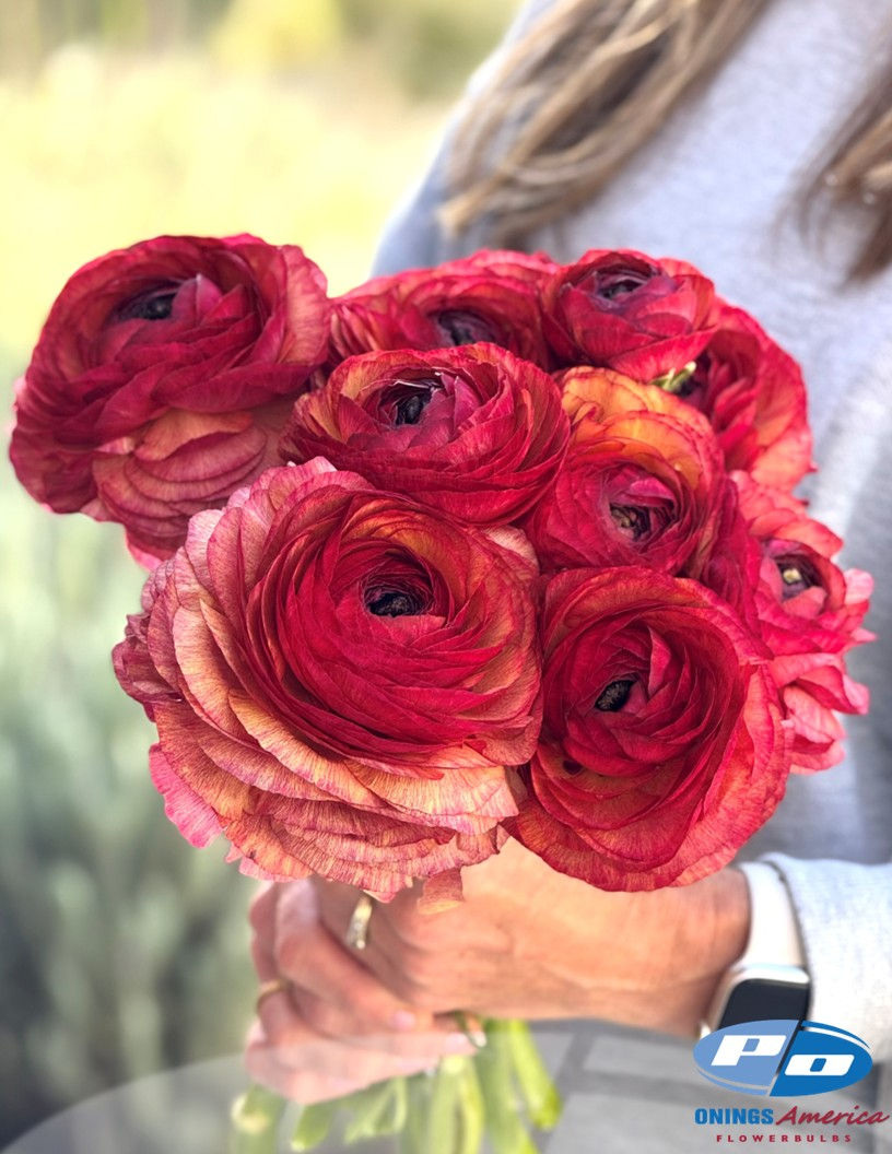 CLONI Ranunculus Grower's Trial Pack