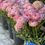 Miniature : CLONI Ranunculus Grower's Trial Pack