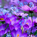 PURPLE WILDFLOWERS.jpg