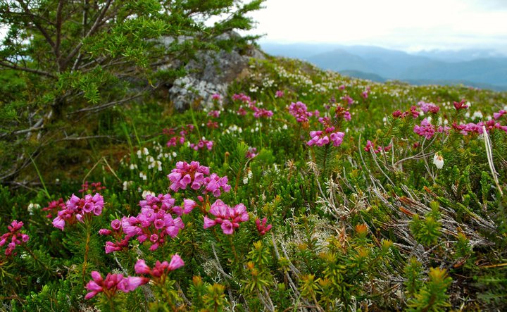 Alpine Flowers