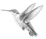 hummingbird