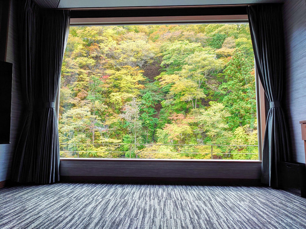 2025年月のひかり、陽のあかりからの紅葉