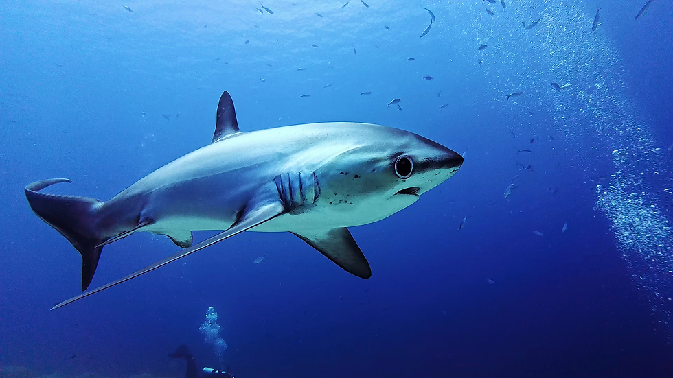 A thresher shark in the blue