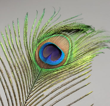 peacock feather square.jpg