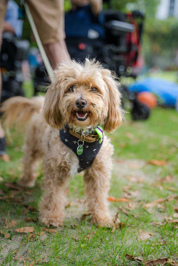 dog-with-blurry-wheelchair-first2care-ndis-plan-support-australia