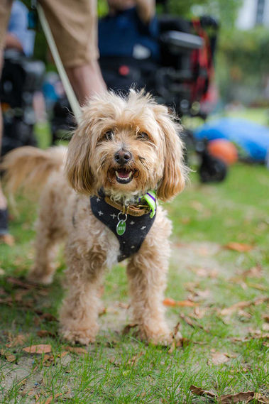 dog-with-blurry-wheelchair-first2care-ndis-plan-support-australia