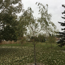 Lace Weeping Willow.JPG