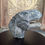 Thumbnail: Pyrite T-Rex Head 