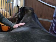 A horse receiving massage therapy