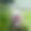 Thumbnail: Animals - Baby BiBiBu (White)