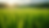 Eye-level view of an organic farm's lush green fields