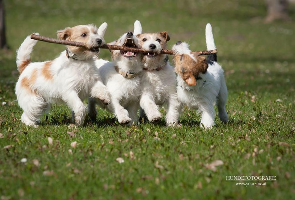 marhof guardians jack russell terrier.jpg