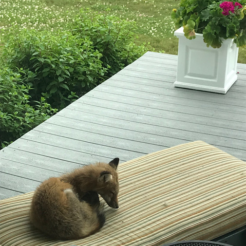 Fox on neighbor's porch