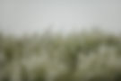 closeup-grass-covered-snowflakes-cloudy-sky-with-blurry-background.jpg