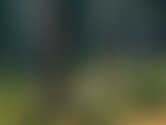 Restoration of the World’s Forests: A Challenge for European Forests