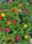 Vibrant zinnia flowers blooming in garden