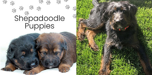 Shepherd Puppies German Shepadoodle Puppies German Shepadoodle