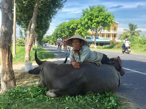 asian man laying over the back of his pet buffalo